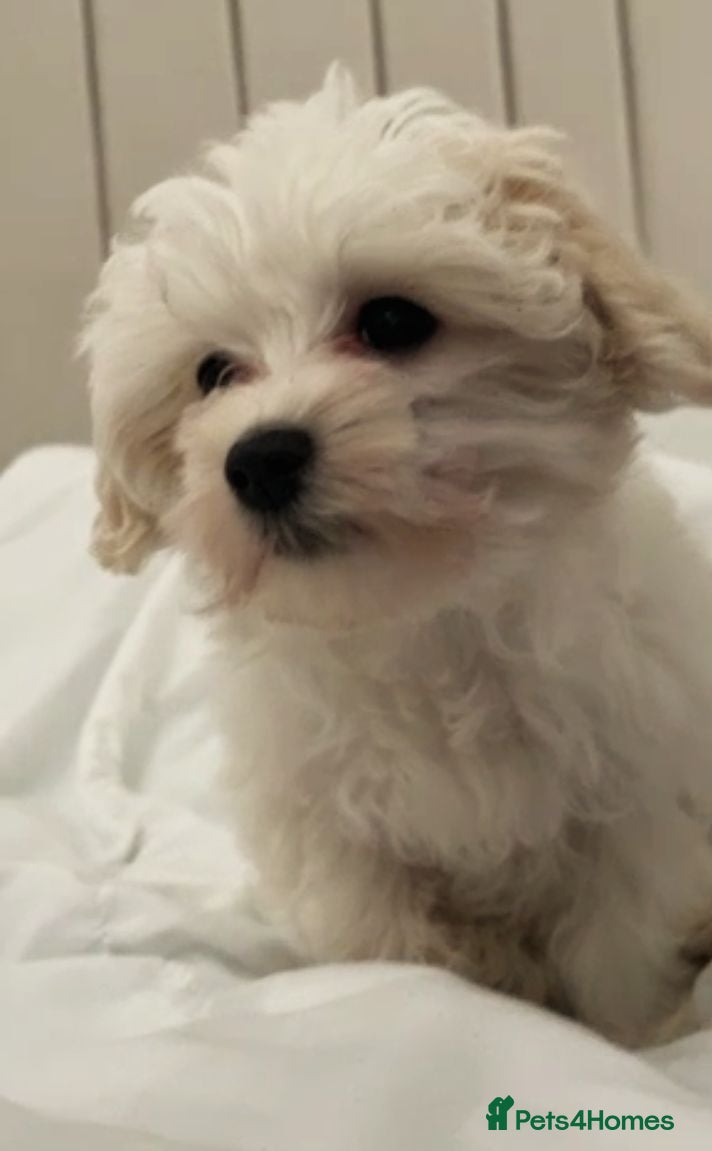 Maltese dogs Maltese  - Advert 5