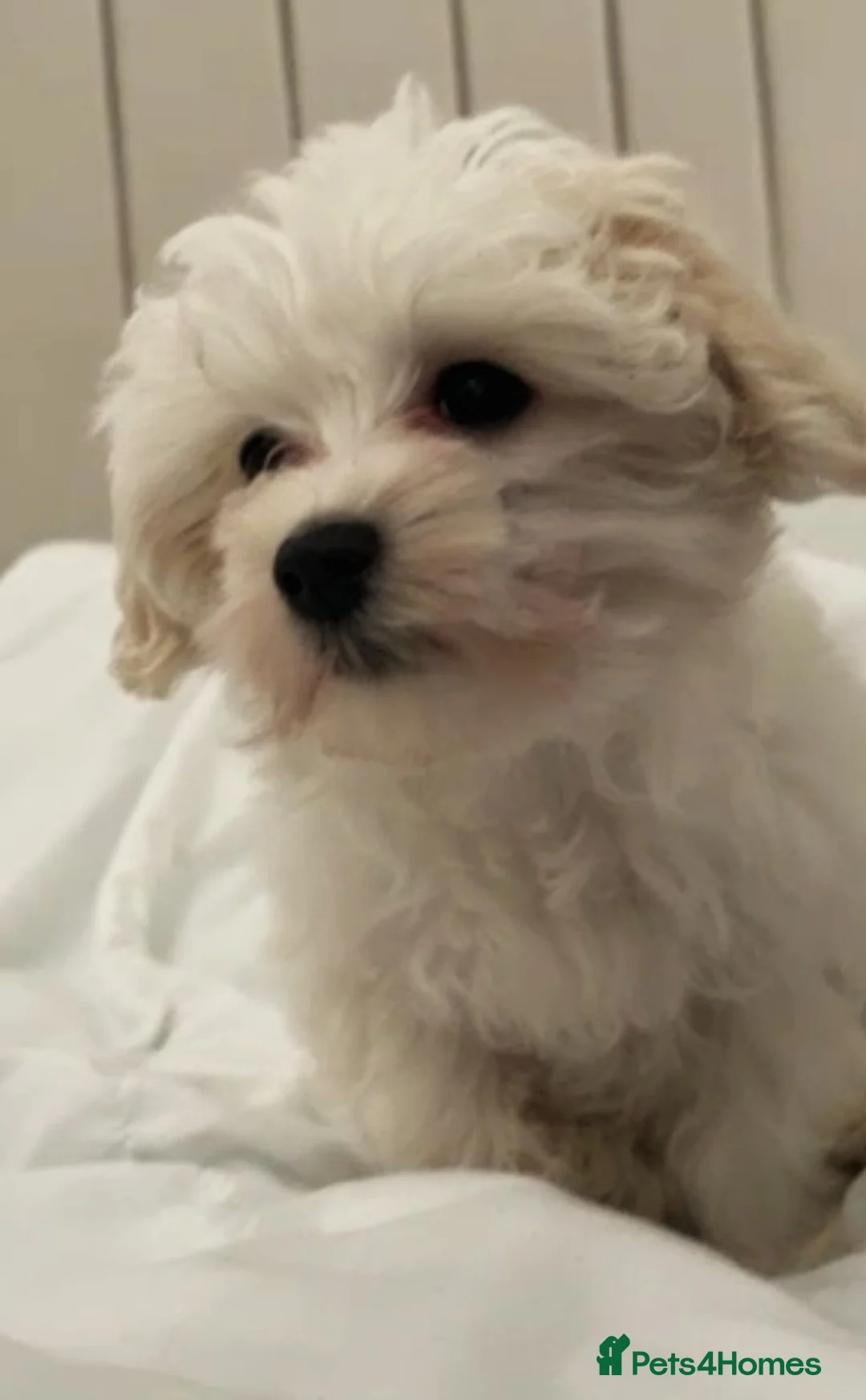 Maltese dogs for sale: Maltese  - Advert 1