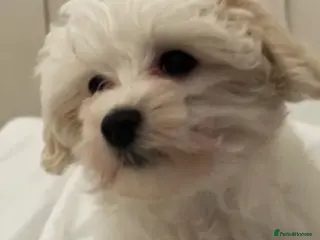 Maltese dogs Maltese - Advert 5