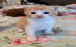 Ragdoll cats for sale: Gorgeous ragdoll cross kittens  - Image 6