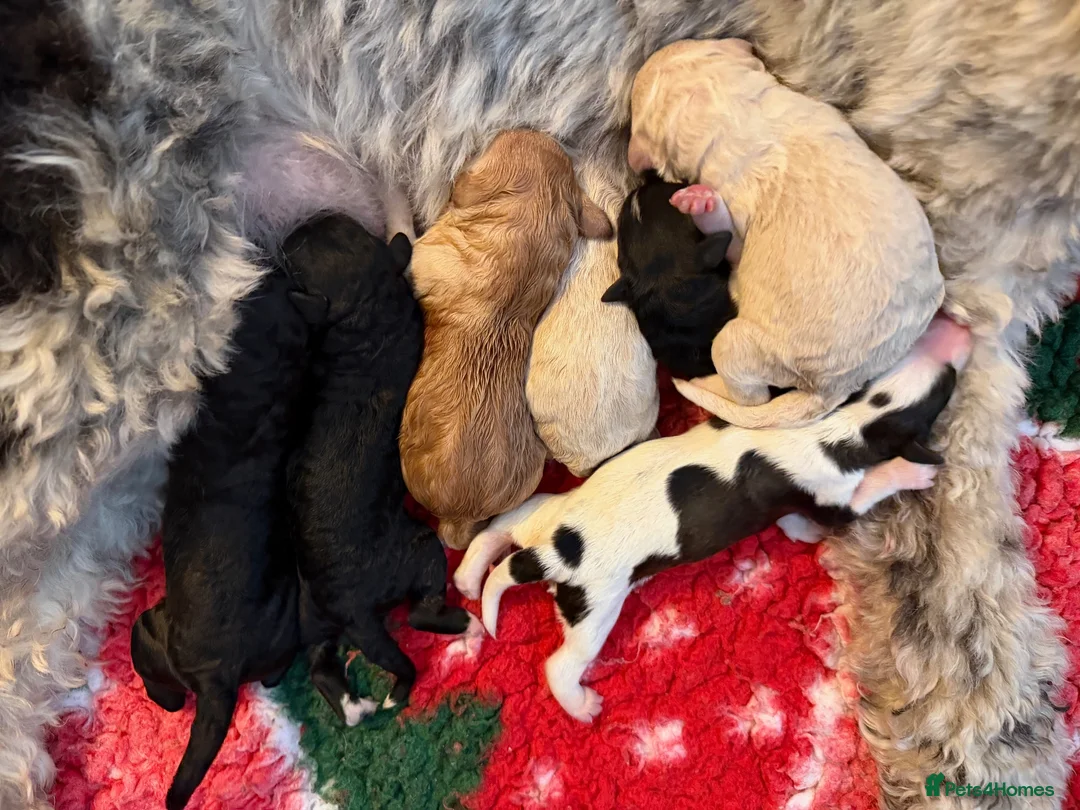 Double Doodle dogs for sale: One of the Original Labradoodle Breeders in the UK - Advert 1