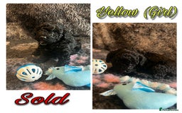 Mixed Breed dogs for sale: Cavapoochon puppies  - Image 12