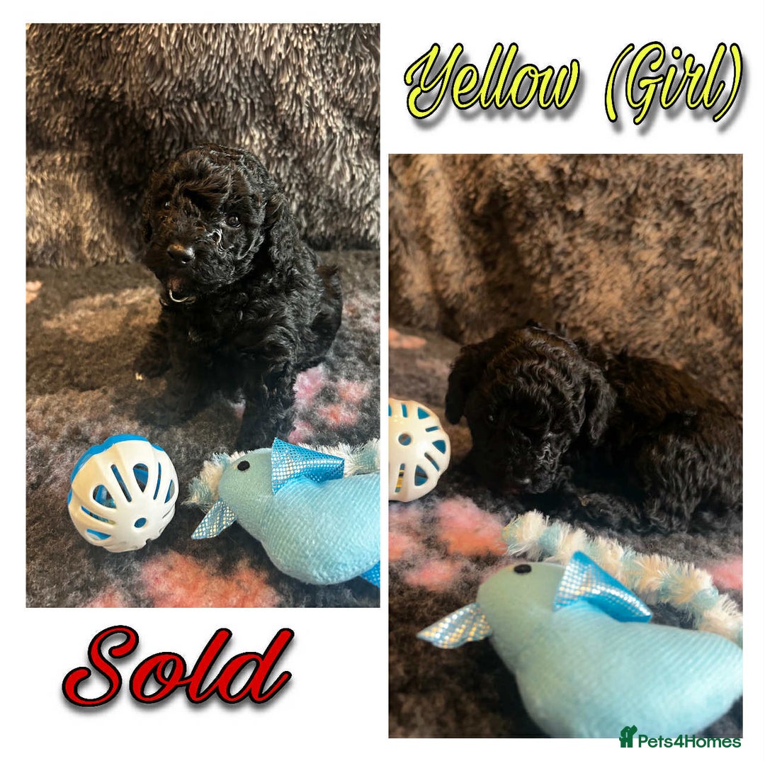 Mixed Breed dogs for sale: Cavapoochon puppies  - Image 12