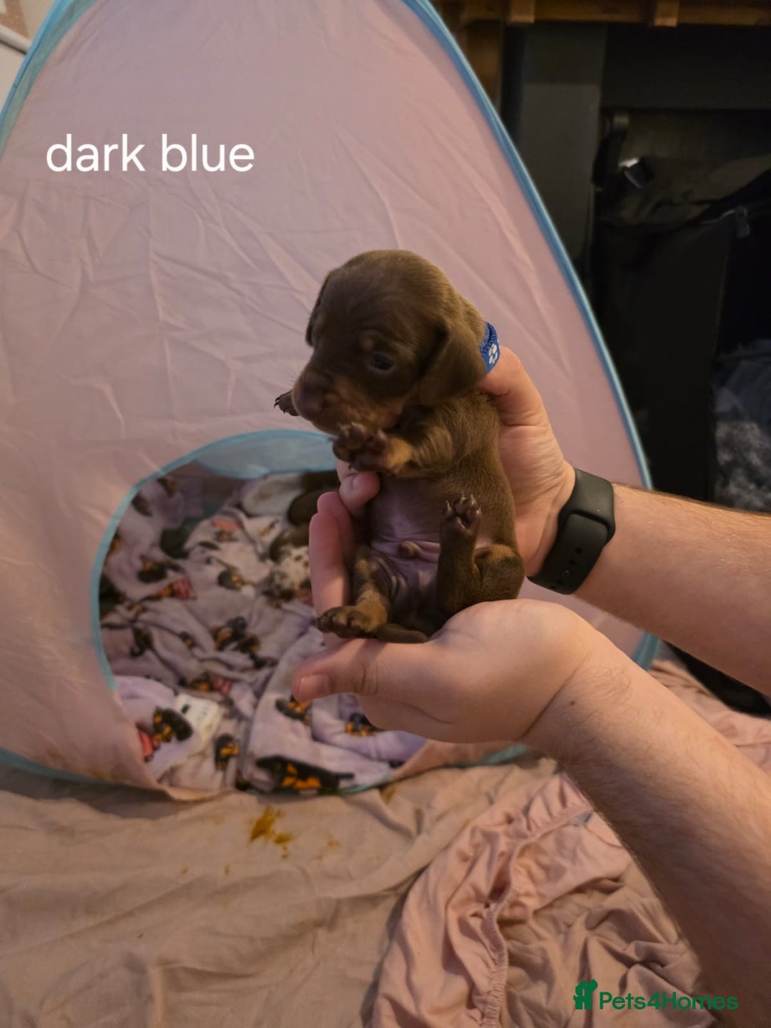 Dachshund dogs for sale: 🐾 Adorable Dachshund Puppies 🐾  - Image 4