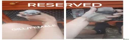 Ferret rodents for sale: Baby Ferret kits look at description!  - Advert 8