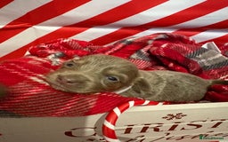 Chiweenie dogs for sale: Cheweenie - Image 7