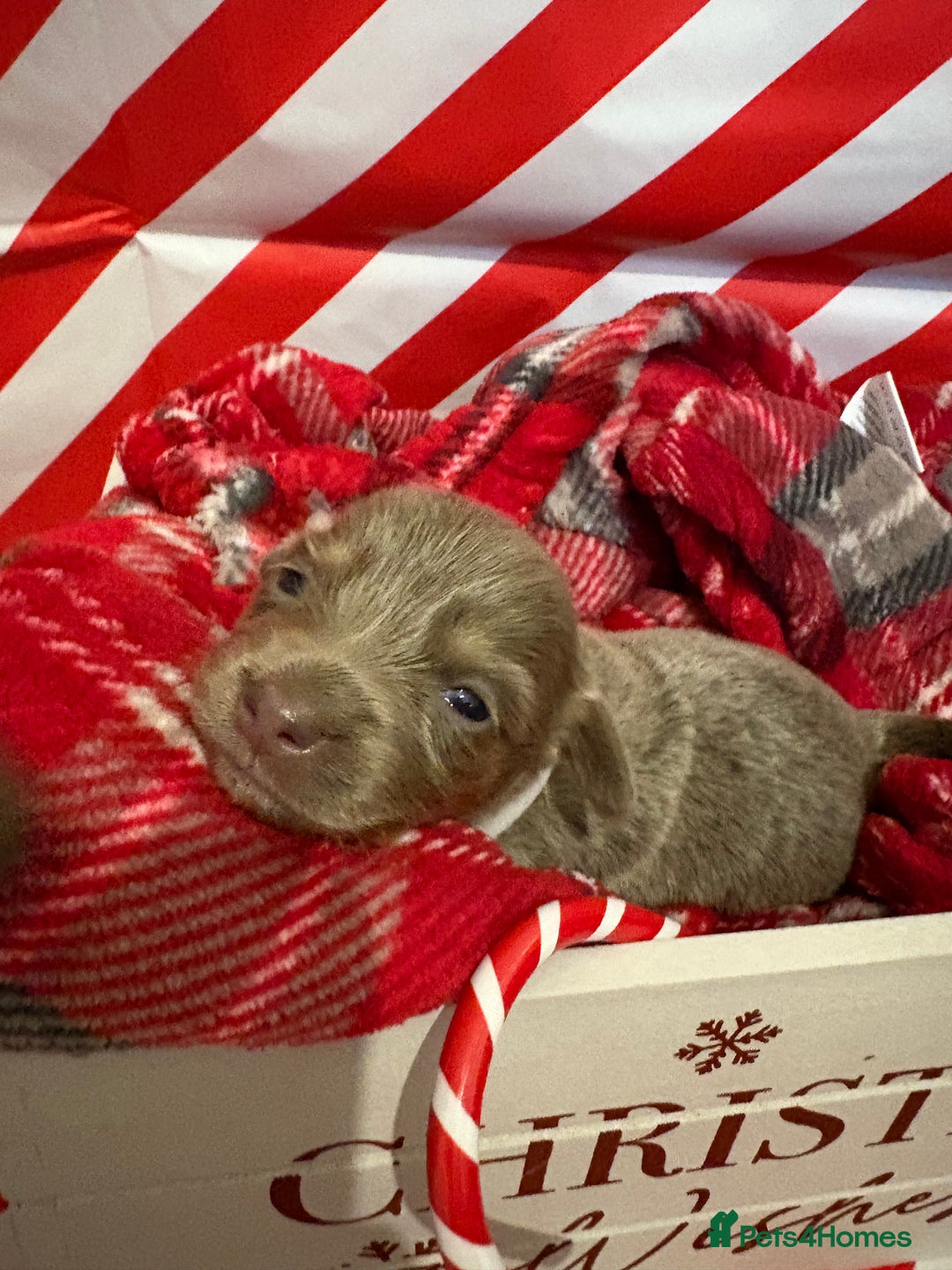 Chiweenie dogs for sale: Cheweenie - Image 7