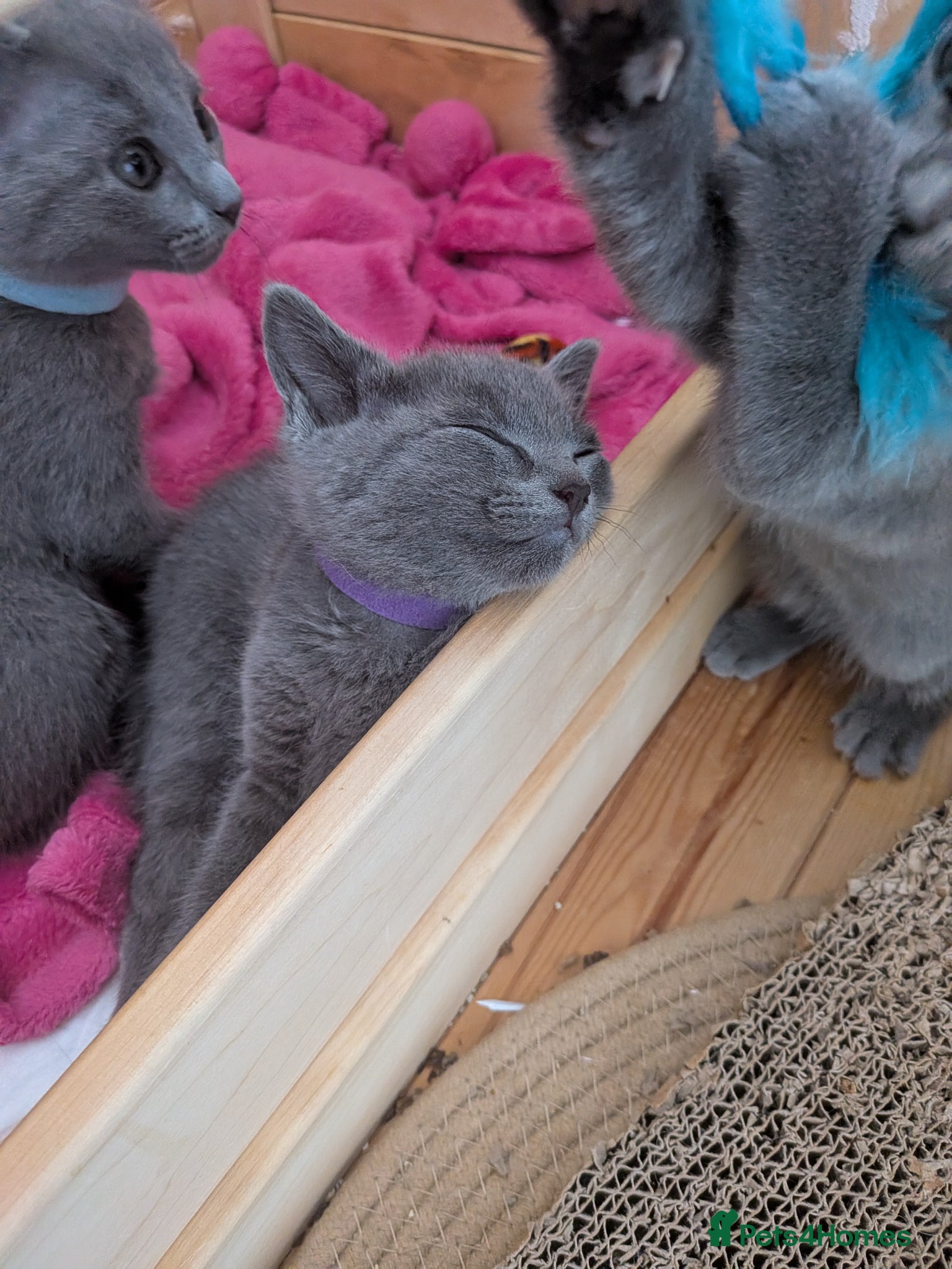 Russian Blue cats Beautiful russian blue kittens 4 girls ready now  - Advert 2