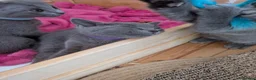 Russian Blue cats for sale: Beautiful russian blue kittens 4 girls ready now  - Advert 2