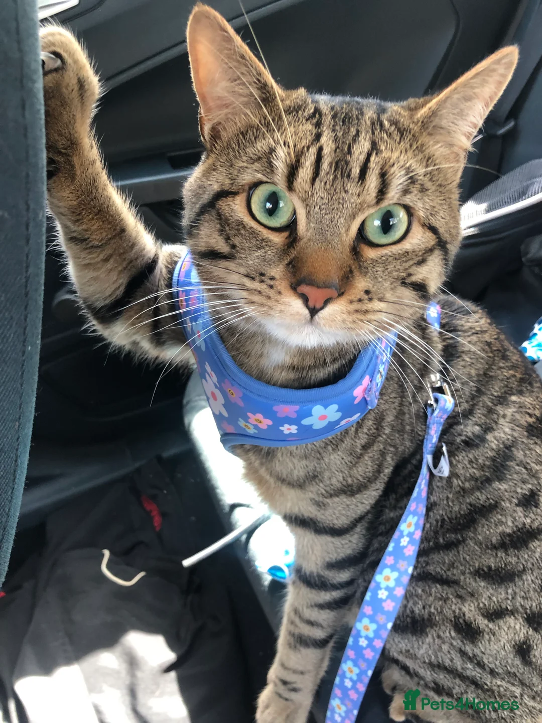 Mixed Breed cats for sale: Vinnie  - Advert 1