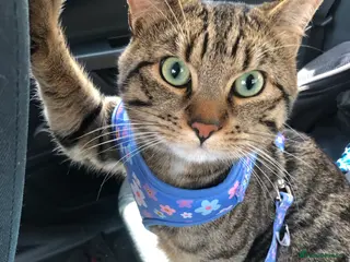 Mixed Breed cats Vinnie in Birkenhead - Advert 1