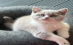British Shorthair cats for sale: Lilac British shorthair kittens - Image 3