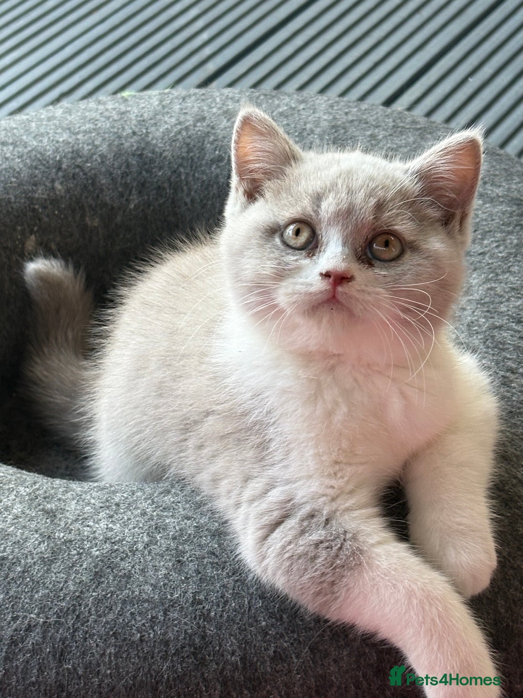 British Shorthair cats for sale: Lilac British shorthair kittens - Image 3