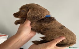 Cocker Spaniel dogs for sale: Beautiful Cocker Spaniel Puppies - Image 1