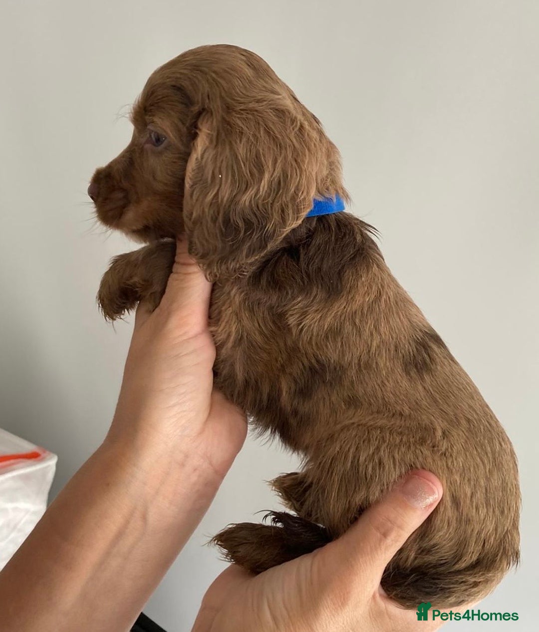Cocker Spaniel dogs for sale: Beautiful Cocker Spaniel Puppies - Image 1