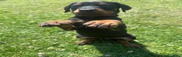 Dobermann dogs for sale: Champion Bloodline Doberman Puppies - Advert 2