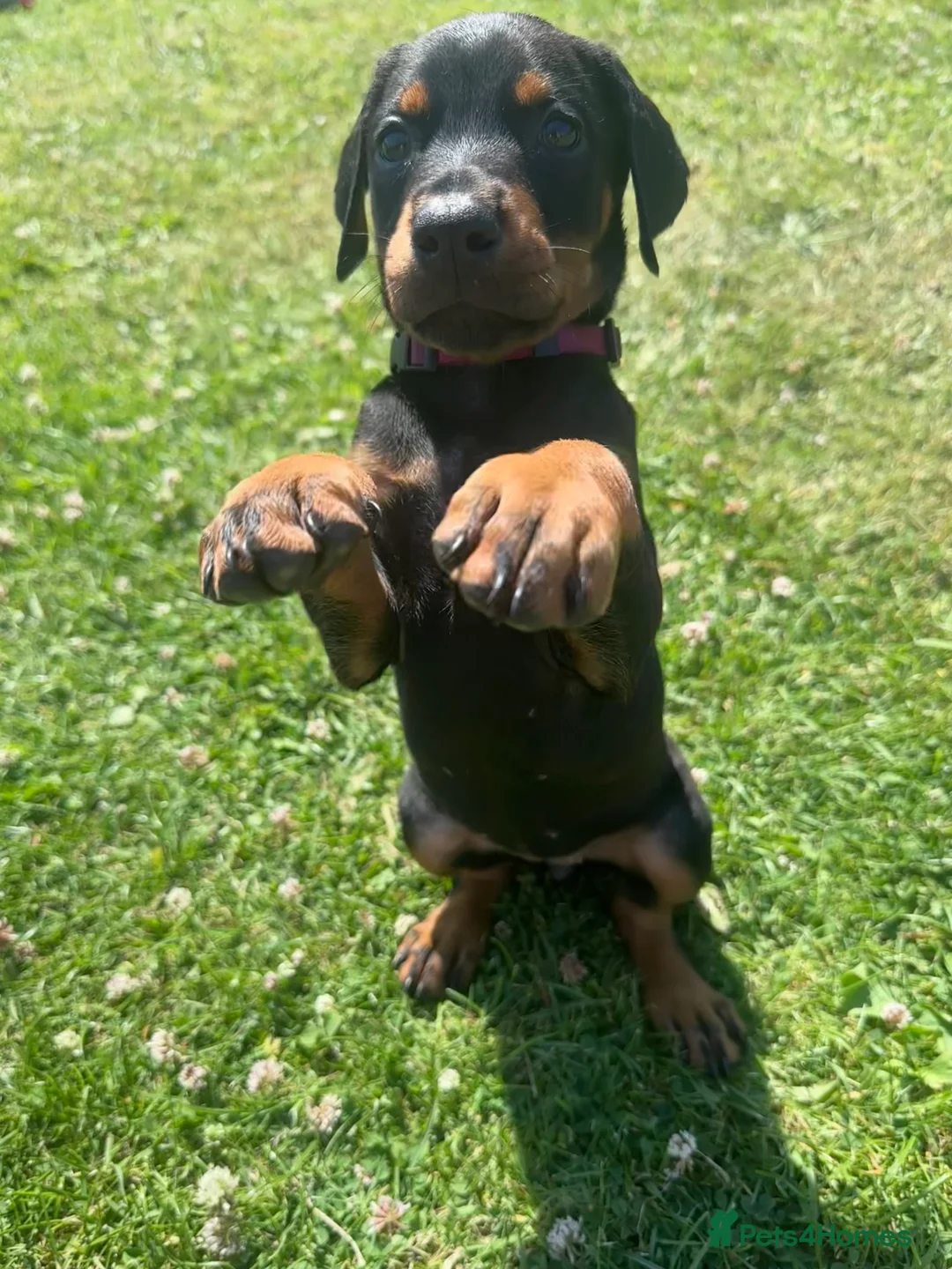 Dobermann dogs for sale: Champion Bloodline Doberman Puppies - Advert 2