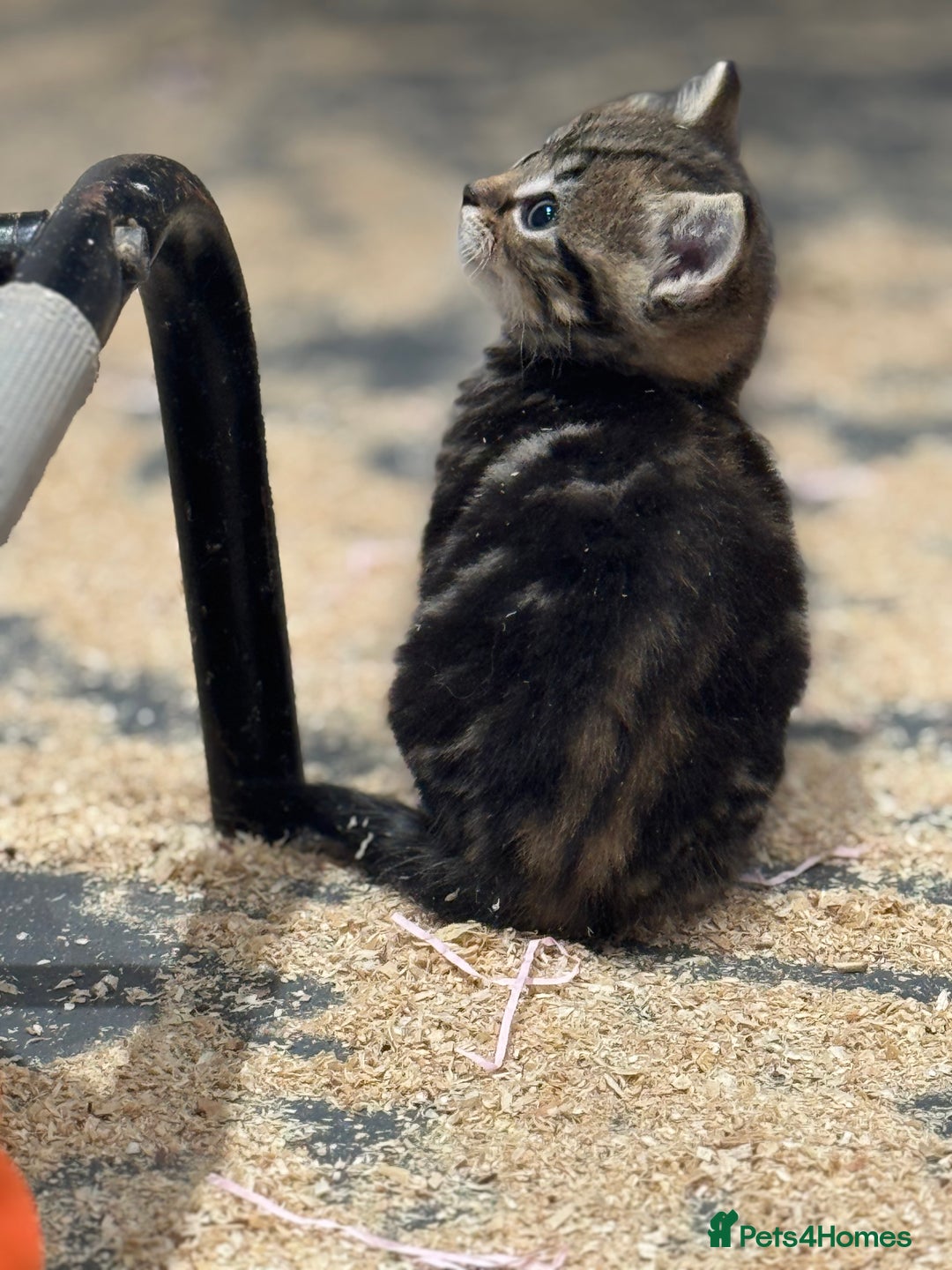 Mixed Breed cats for sale: 5 lovely kittens for sale  - Image 17