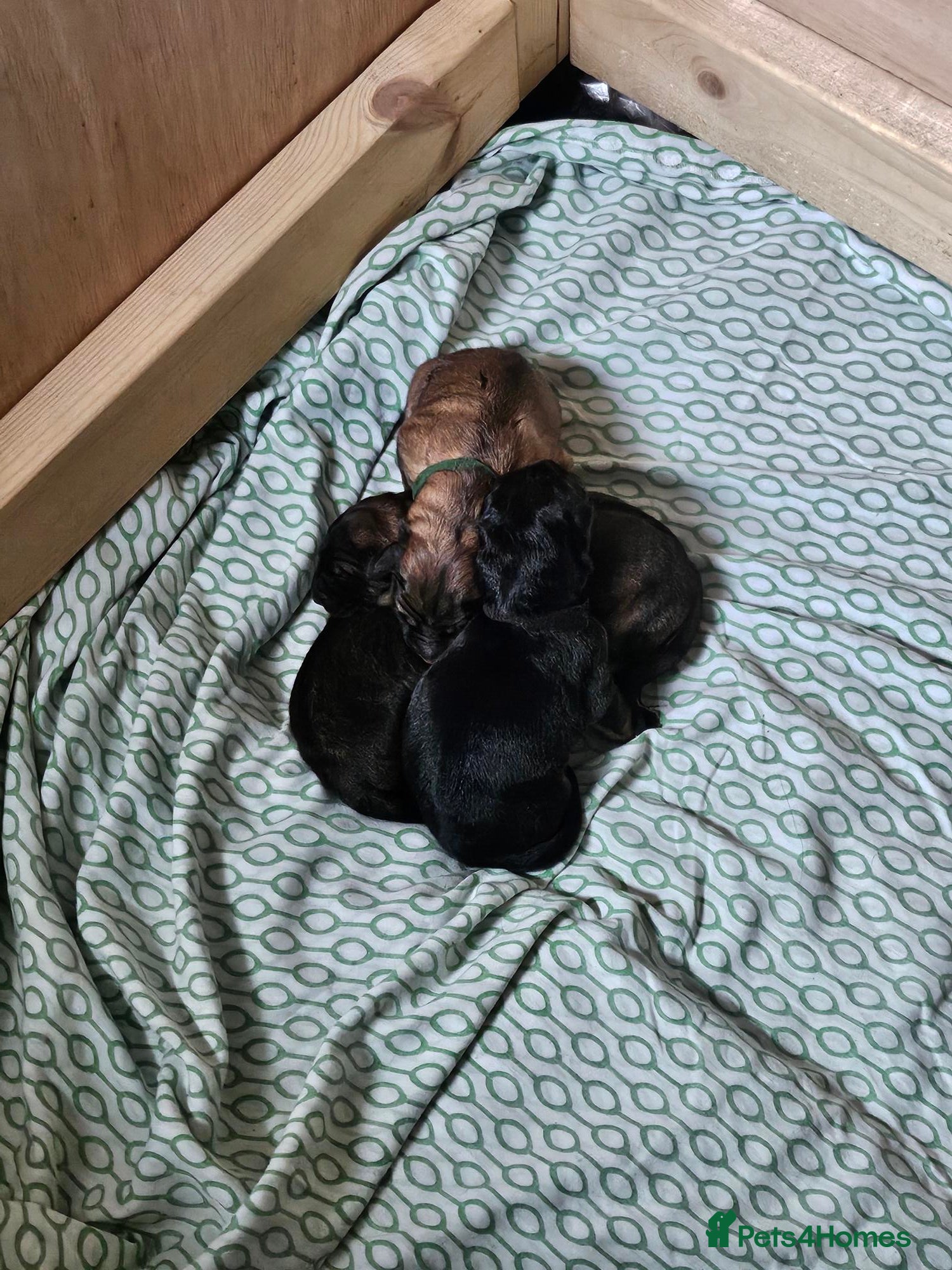 German Shepherd dogs Beautiful GSD puppies - Advert 2