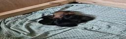 German Shepherd dogs for sale: Beautiful GSD puppies - Advert 4