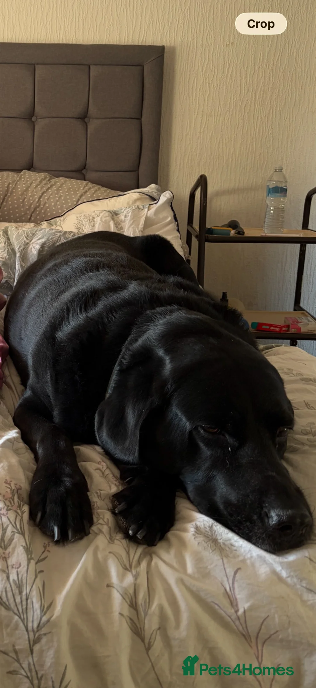 Labrador Retriever dogs for sale: Loving and caring labrador in Peterborough - Advert 3