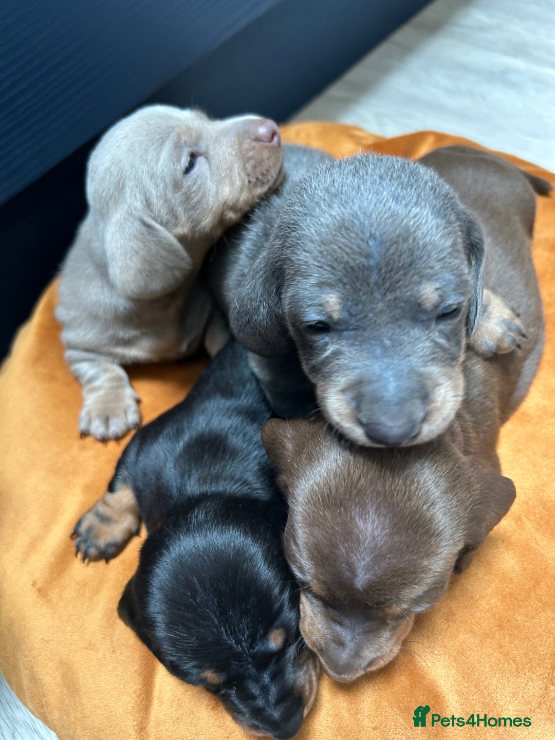 Dachshund dogs for sale: 5 stunning Dachshund puppies - Image 2