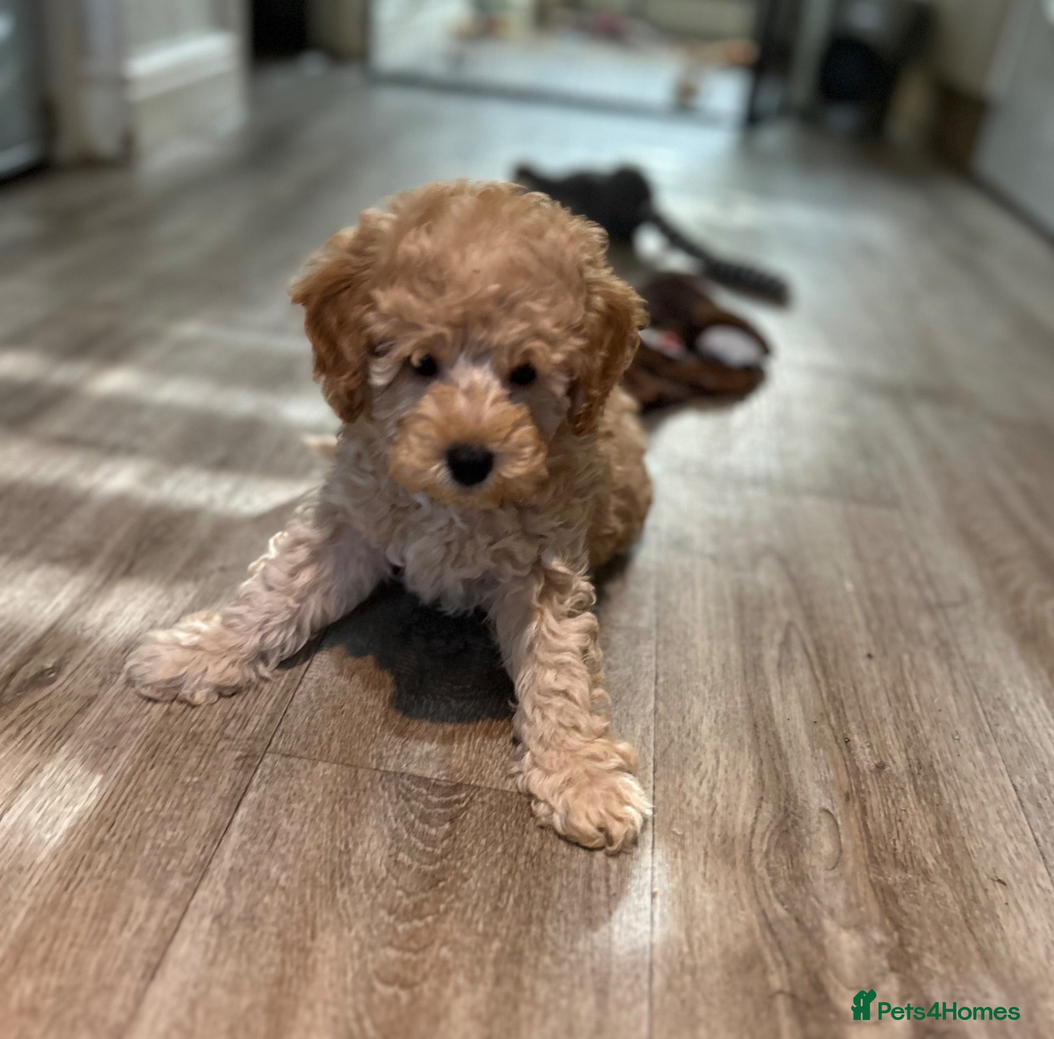 Toy Poodle dogs KC Toy Poodles Ready Now - Advert 10