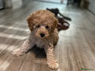Toy Poodle dogs KC Toy Poodles Ready Now - Advert 10