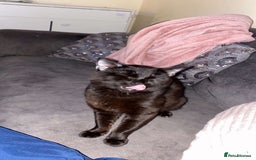 Bombay cats for sale: Haze and stitch (free to genuine life home) - Image 3