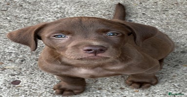 Labrador Retriever dogs - Advert 6