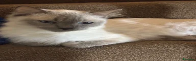 Ragdoll 1
