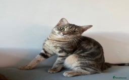 Bengal cats for sale: Gemini grey beauties - Image 19