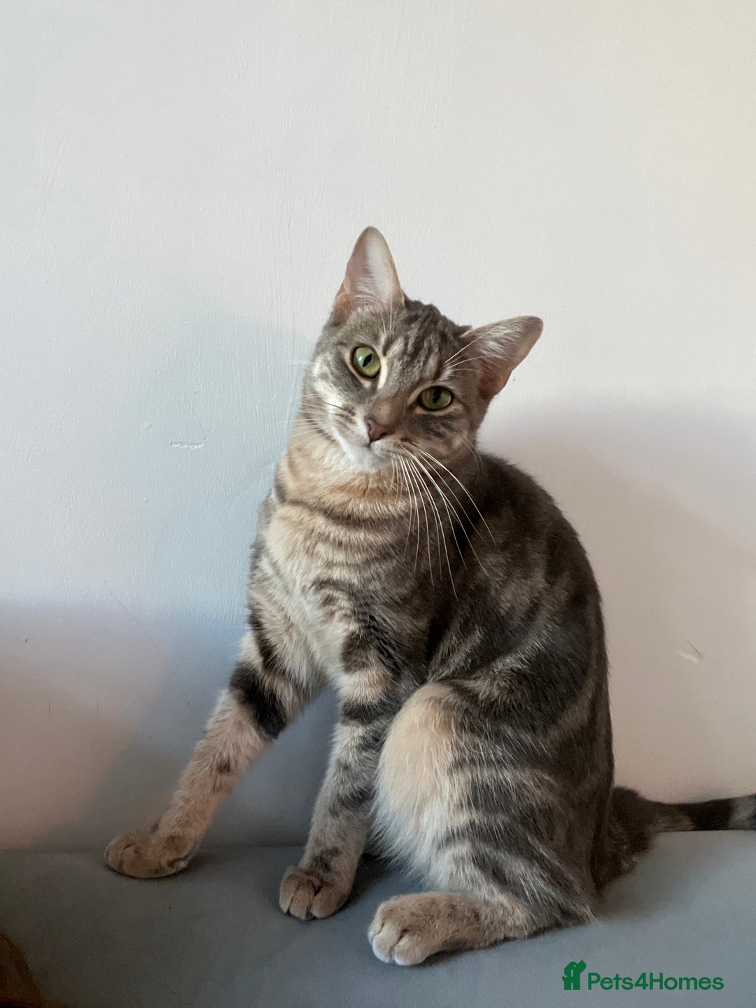 Bengal cats for sale: Gemini grey beauties - Image 19