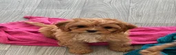 Cavapoo dogs for sale: Tiny toy cavapoos  - Advert 11