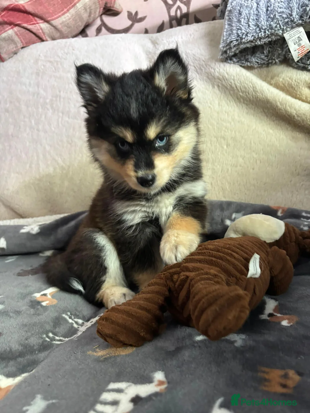 Pomsky dogs for sale: Just 3 pups left- 2 girls and 1 boy, F4 Pomskys - Advert 2