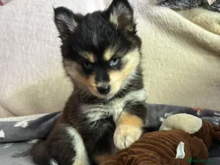 Pomsky dogs 4 left! American Lines, Health Tested F4 Pomskys - Advert 1