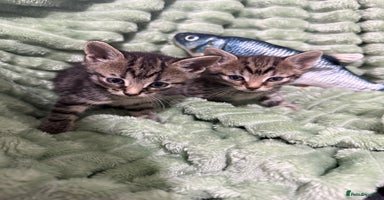 Mixed Breed cats - Advert 9