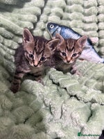 Mixed Breed cats - Advert 9