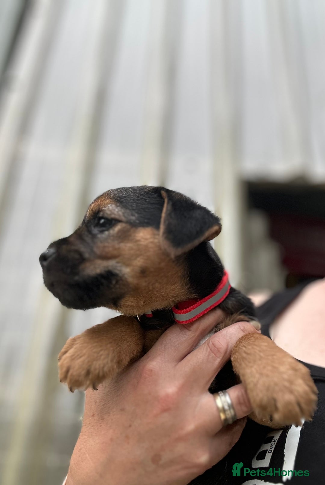 Border Terrier dogs for sale: Border Terrier Pups - Image 11