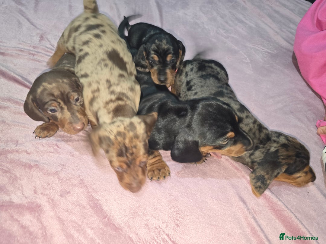 Miniature Dachshund dogs for sale: True to type kc dad home raised both parents here - Advert 22