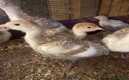 Turkeys poultry for sale: Red Bourbon Turkey Poults for sale in Bolton  - Image 2