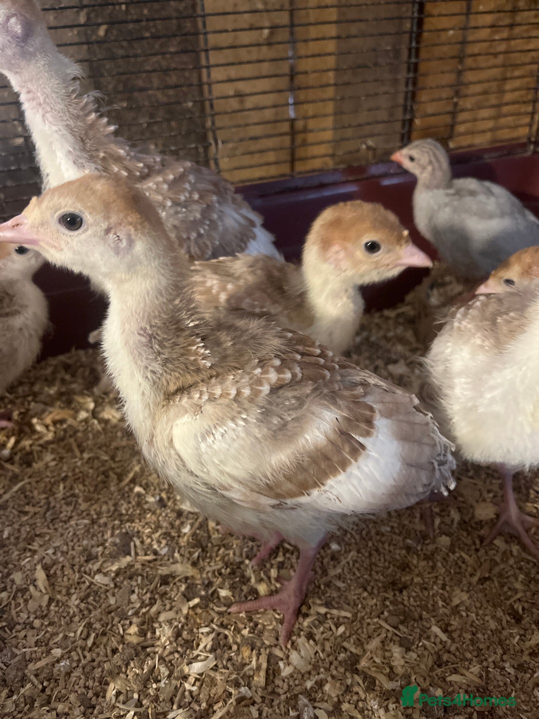 Turkeys poultry for sale: Red Bourbon Turkey Poults for sale in Bolton  - Image 2