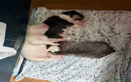 Bull Terrier dogs for sale: Playful bully’s  - Image 2