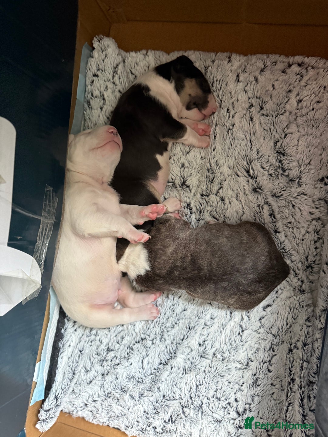 Bull Terrier dogs for sale: Playful bully’s  - Image 2