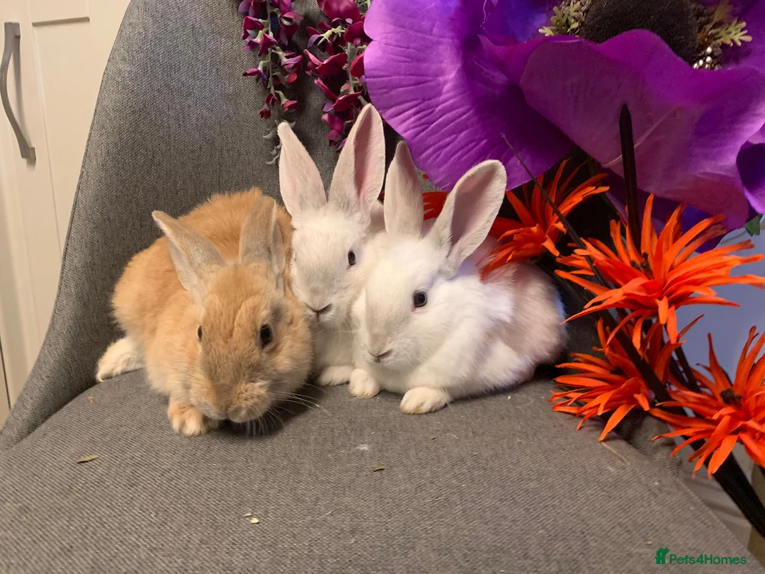 Continental Giant rabbits for sale: Continental Giant x mini lop - Advert 1