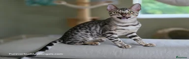 Bengal Kitten 2