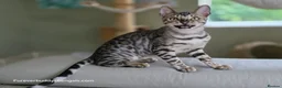 Bengal cats for sale: Gorgeous Health Tested Bengal Kittens  - Advert 5