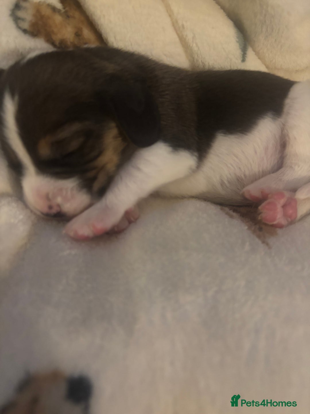Beagle dogs for sale: Beagle  - Image 13