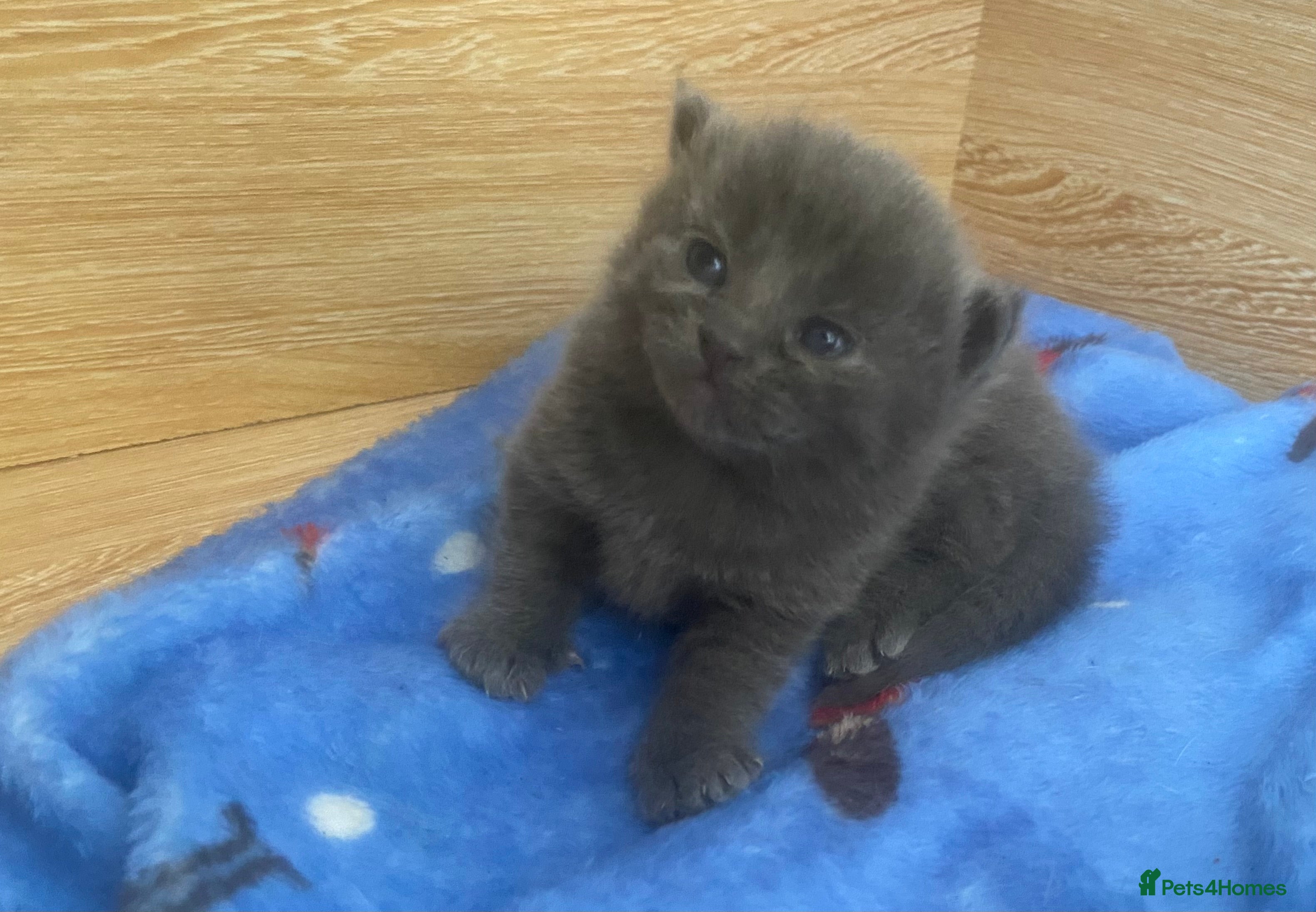 British Shorthair cats British Shorthair Calico Kittens  - Advert 2