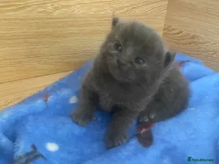 British Shorthair cats British Shorthair Calico Kittens - Advert 2